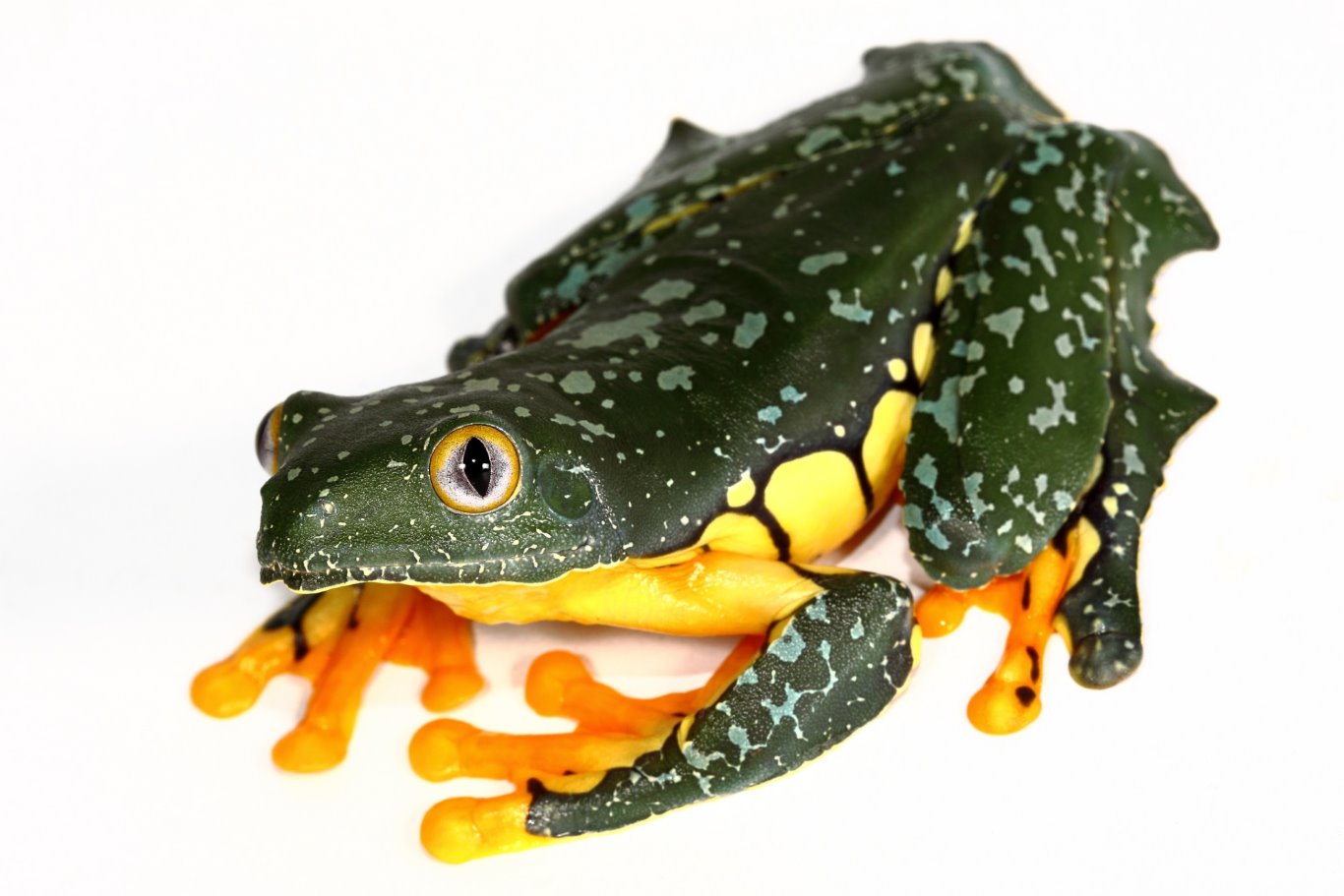 Cruziohyla craspedopus, Fringed Leaf Frog