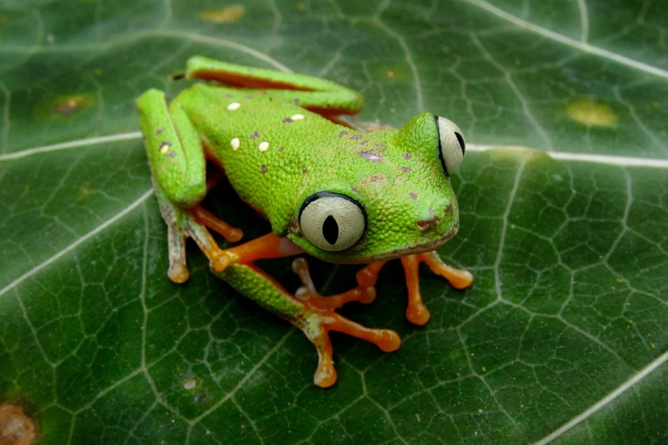 agalychnis_hulli_frog_tarapoto_peru
