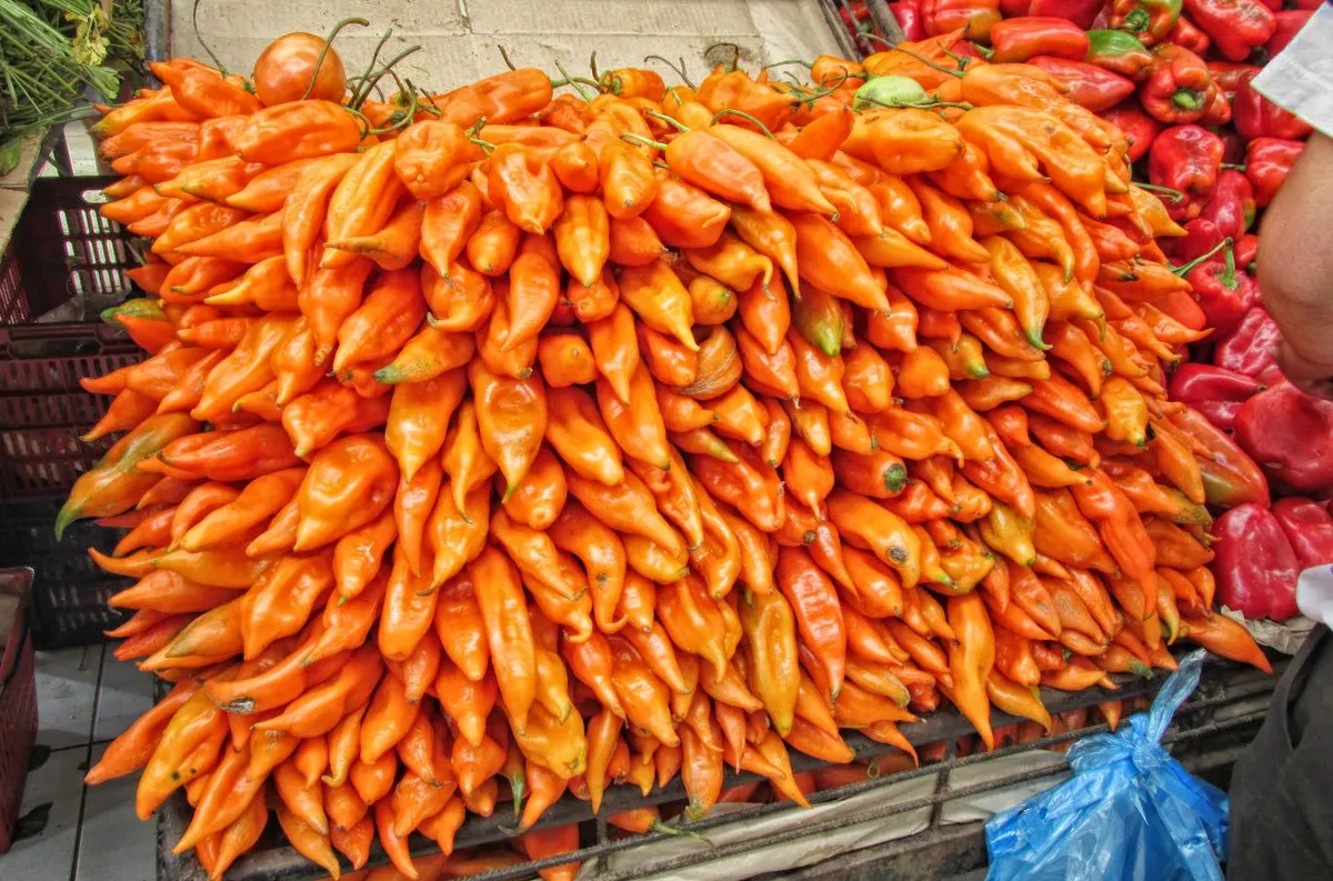 Ingredients in Peruvian cuisine: Aji amarillo
