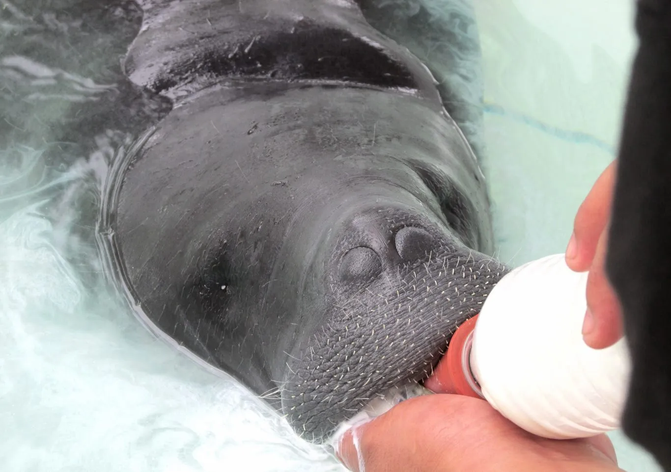 Manatee at Amazon Rescue Center in Iquitos