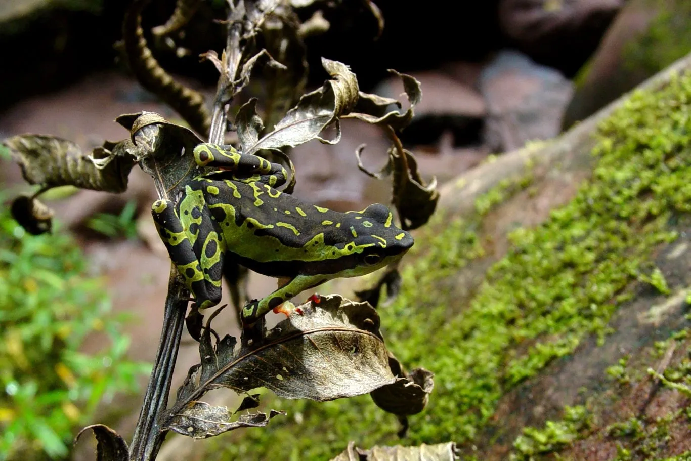 Atelopus pulcher, Harlequin Toad