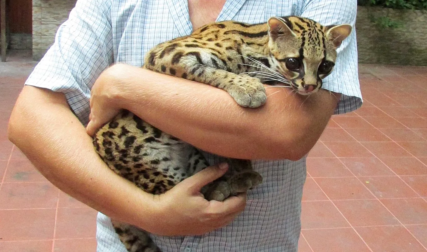 Resident tigrillo at Casa Fitzcarraldo, Iquitos