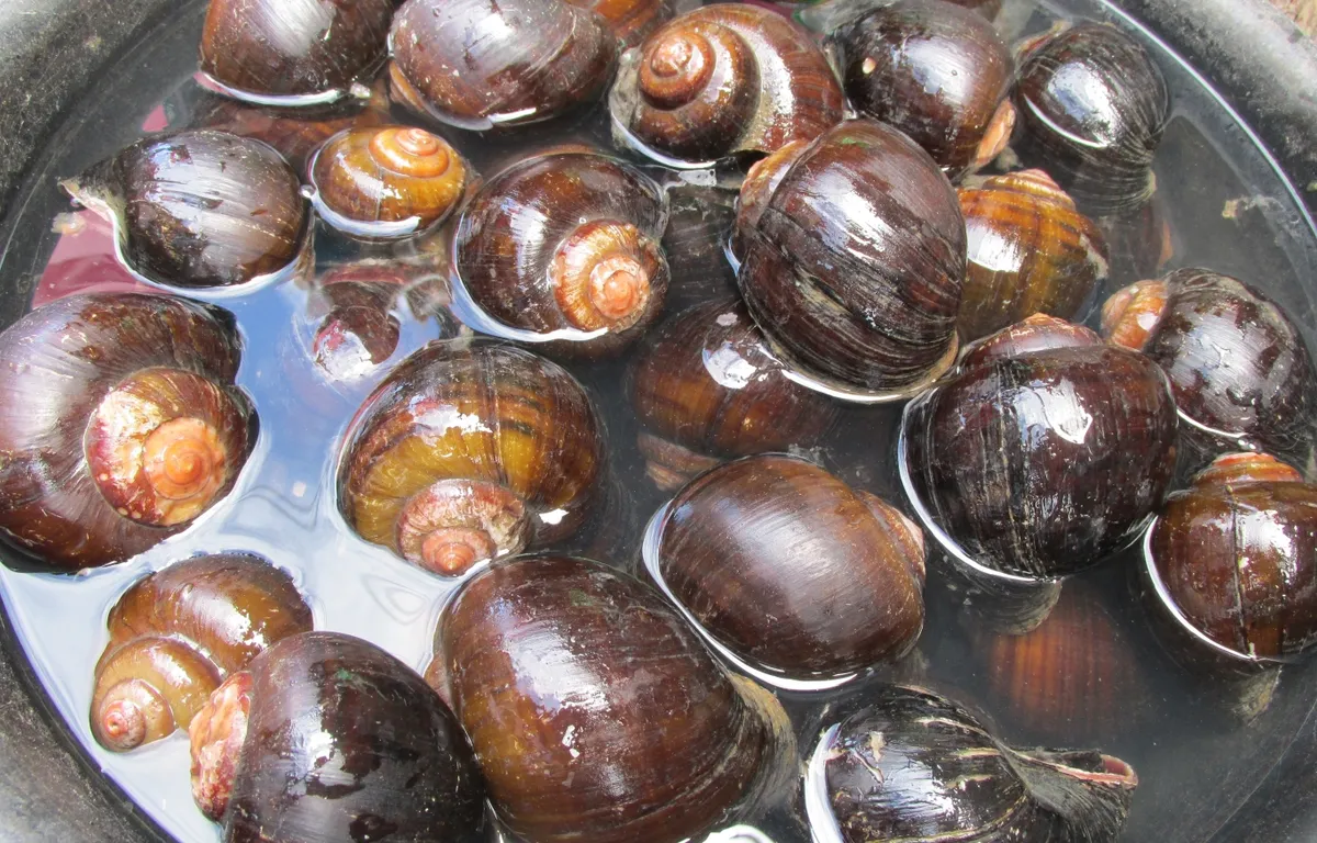 River snails for sale in Belen Market in Iquitos, Peru (photo by Tony Dunnell)