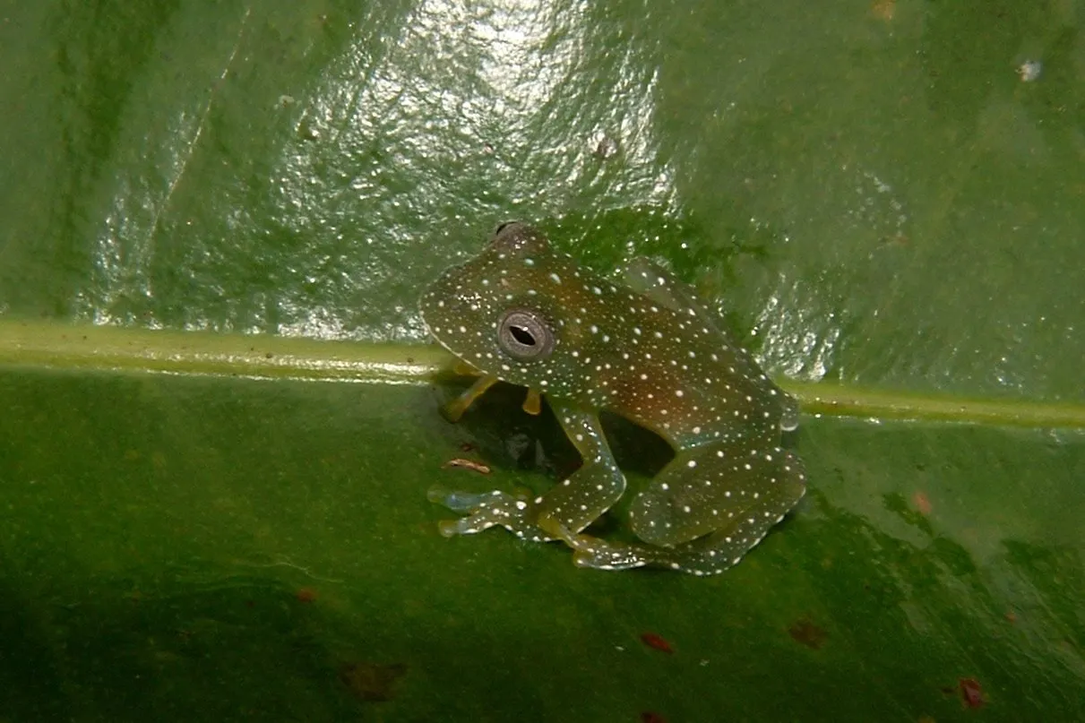 Cochranella resplendens, Resplendent Cochran Frog