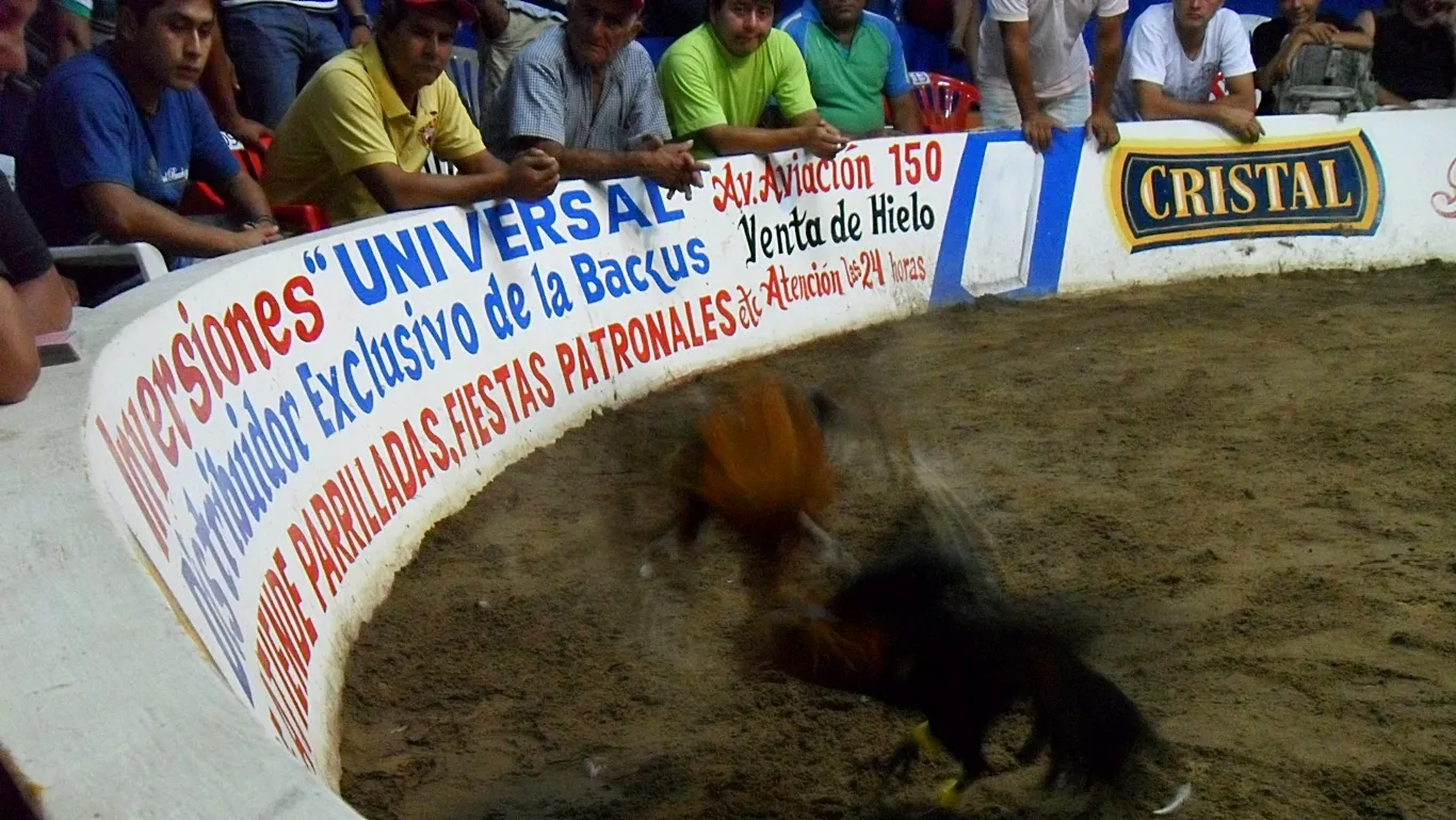 Spectators watch cockfighting in Peru
