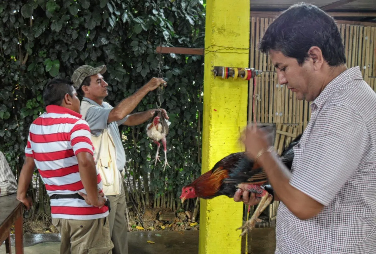 Weighing gallos before cockfighting in Peru