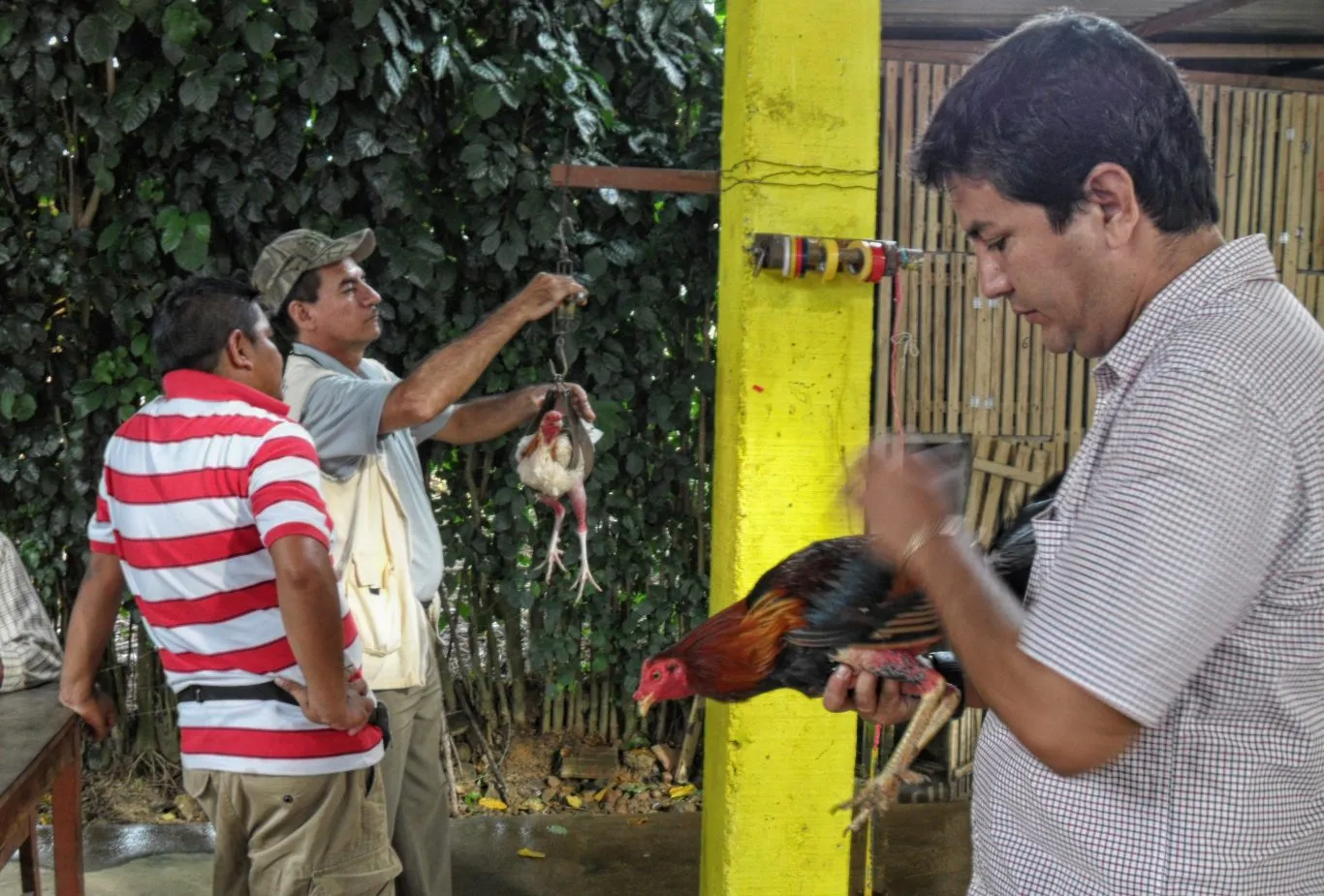Weighing gallos before cockfighting in Peru