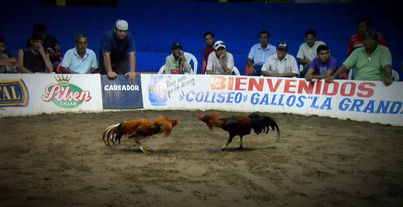 Cockfighting in Peru