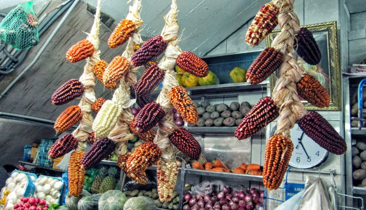 Different varieties of Peruvian corn, including purple corn. Photo by paloma v., flickr.com.