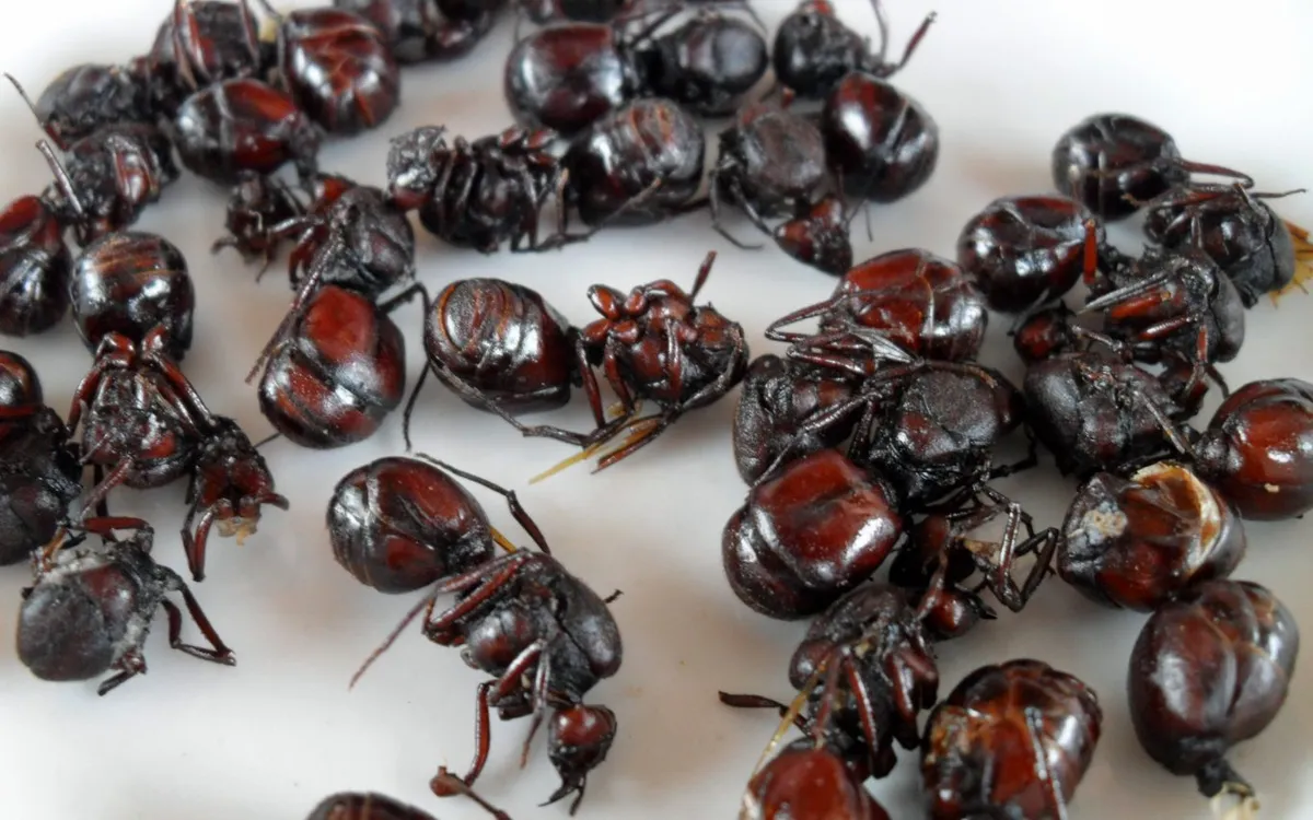 Roasted ants in Peru