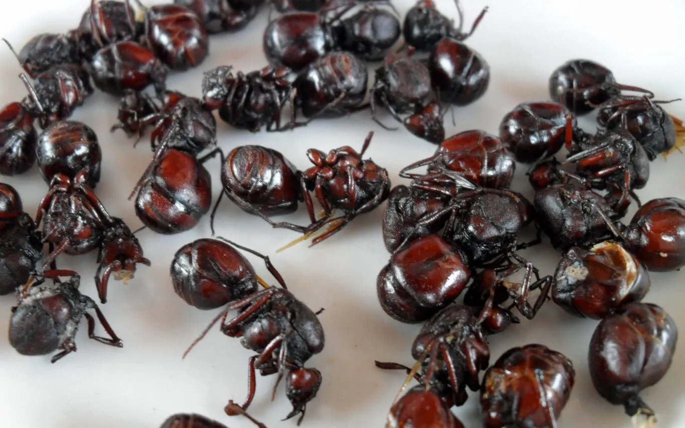Roasted ants in Peru