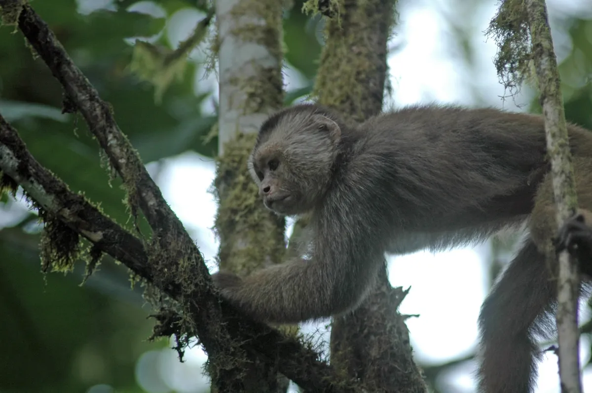 The critically endangered Ecuadorian white-fronted capuchin (photo by MunicipioPinas, flickr.com)