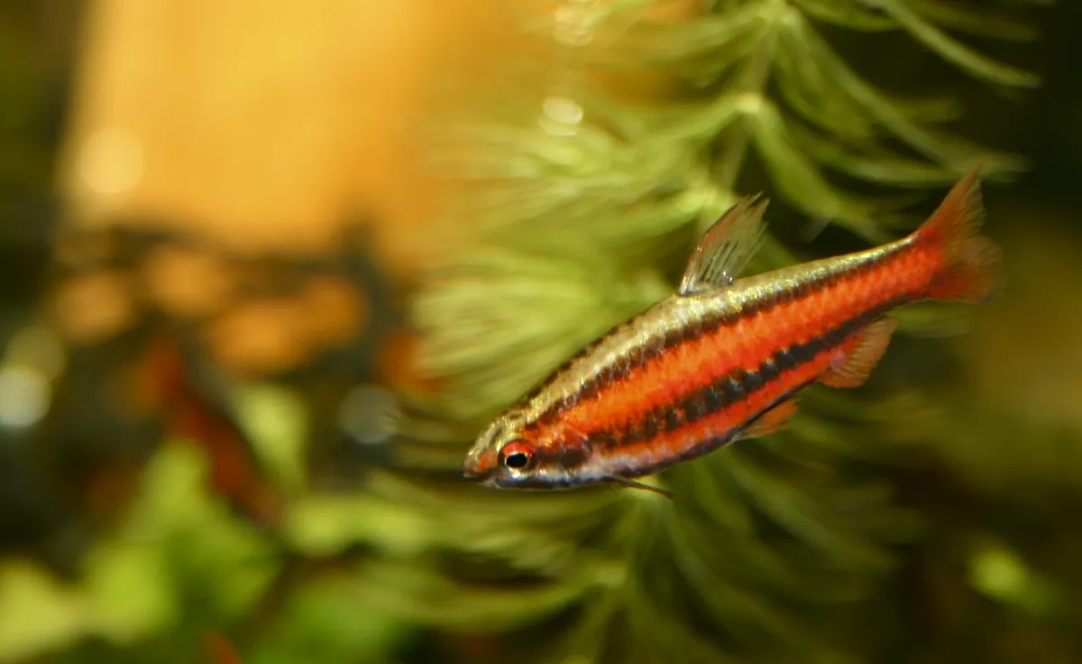 Endangered red pencilfish