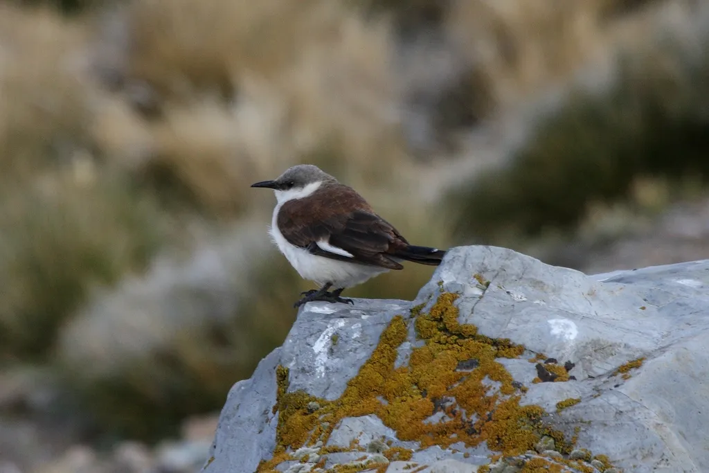 Endangered white-bellied cinclodes