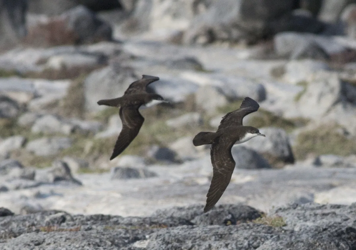 Endangered species in peru, Galapagos petrel