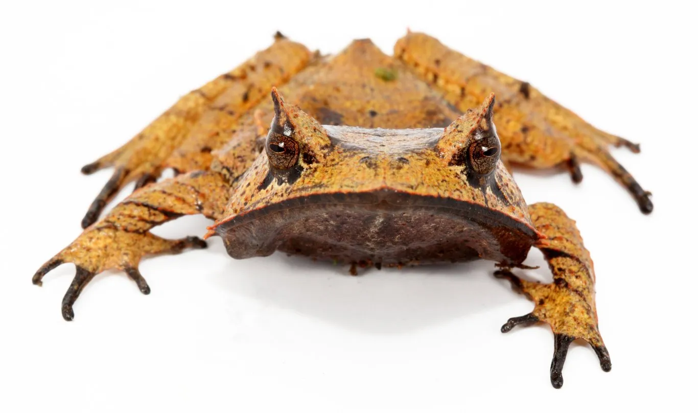 Hemiphractus scutatus, Spix’s Horned Frog