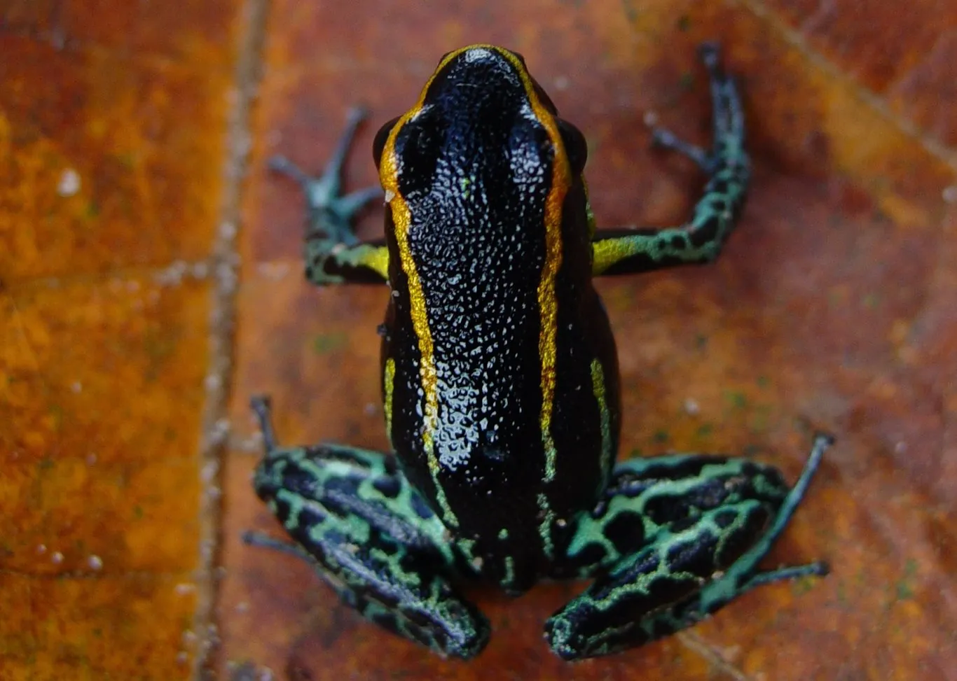 Hyloxalus Azureiventris poison frog