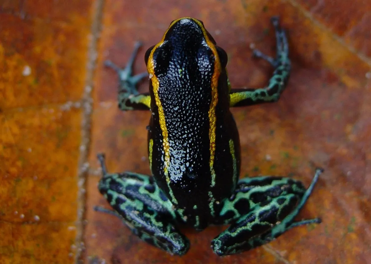 Hyloxalus Azureiventris poison frog