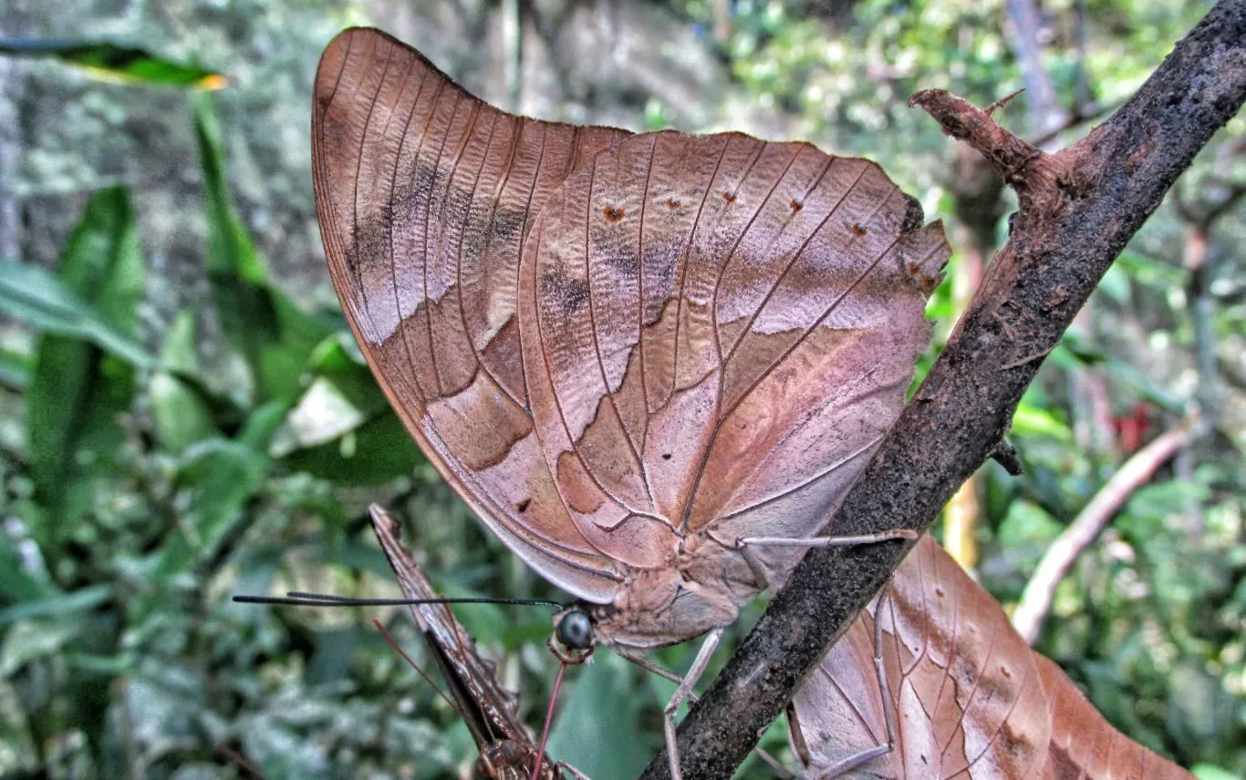 A large butterfly at Pilpintuwasi, Iquitos