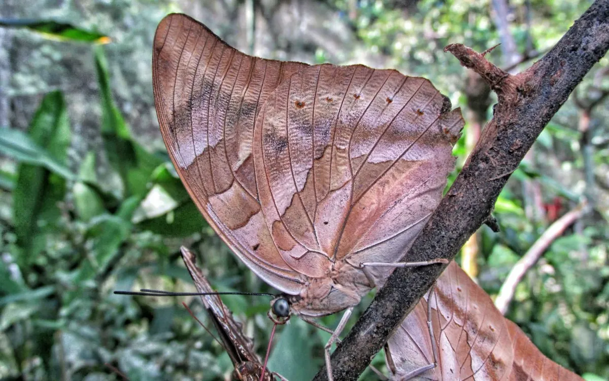 A large butterfly at Pilpintuwasi, Iquitos