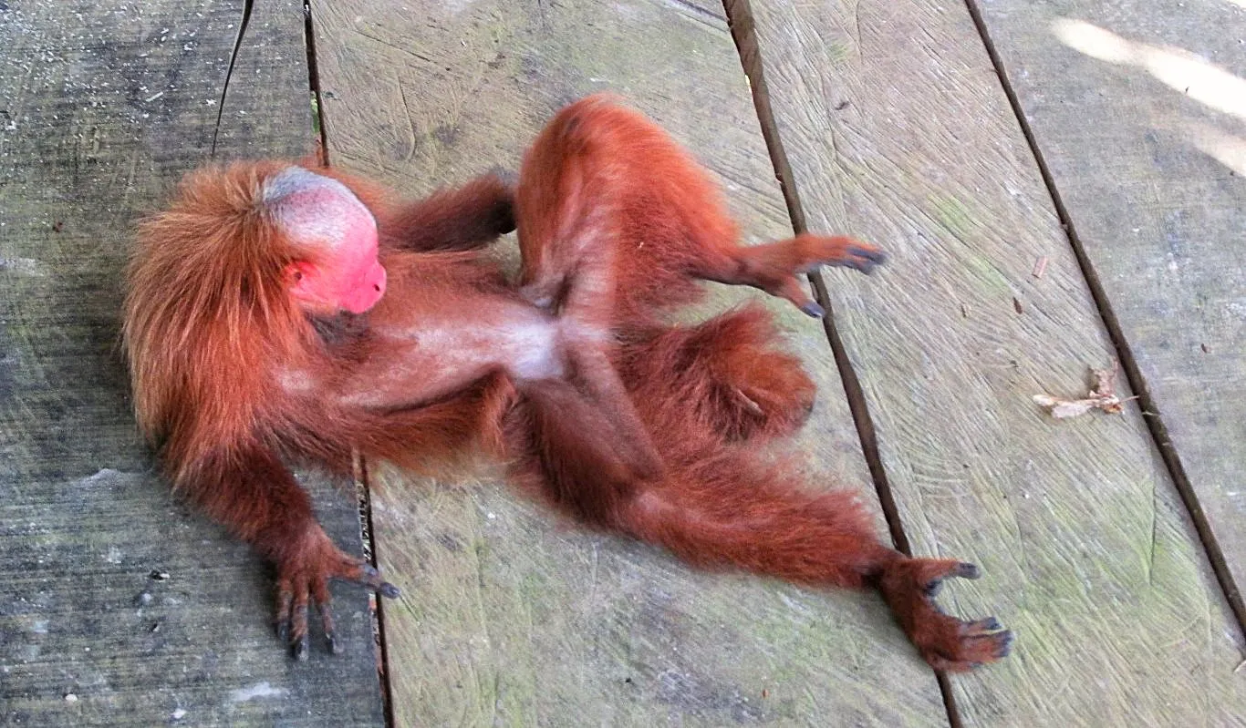 Bald uakari monkey at Pilpintuwasi Butterfly Farm 