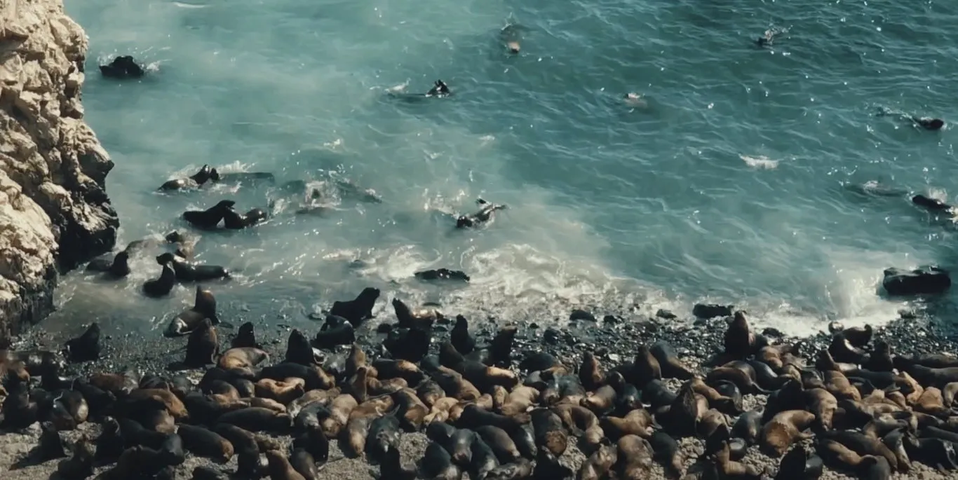 Sea lions at Isla Foca, Piura