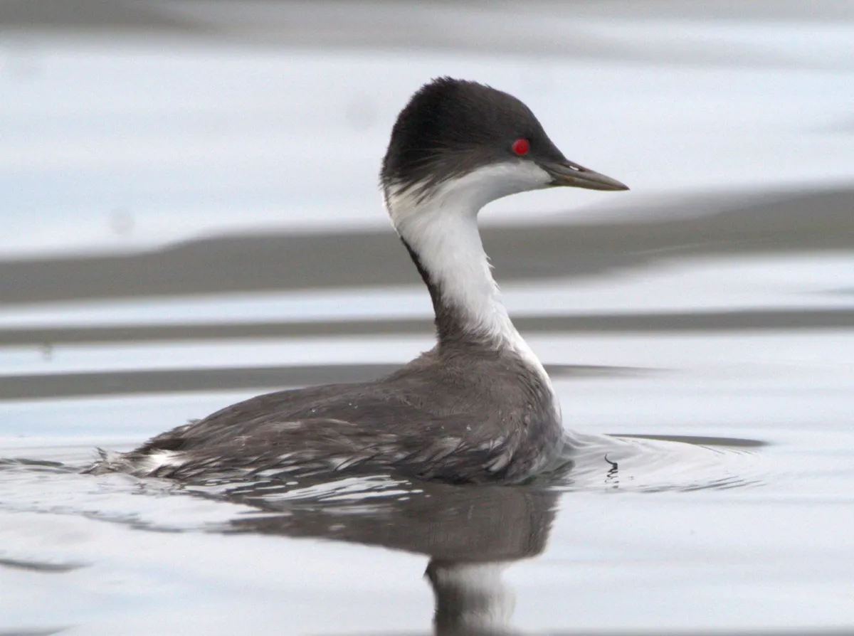 Endangered Junín grebe