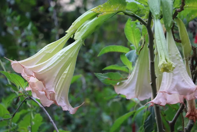 A floripondio flower at Machu Picchu