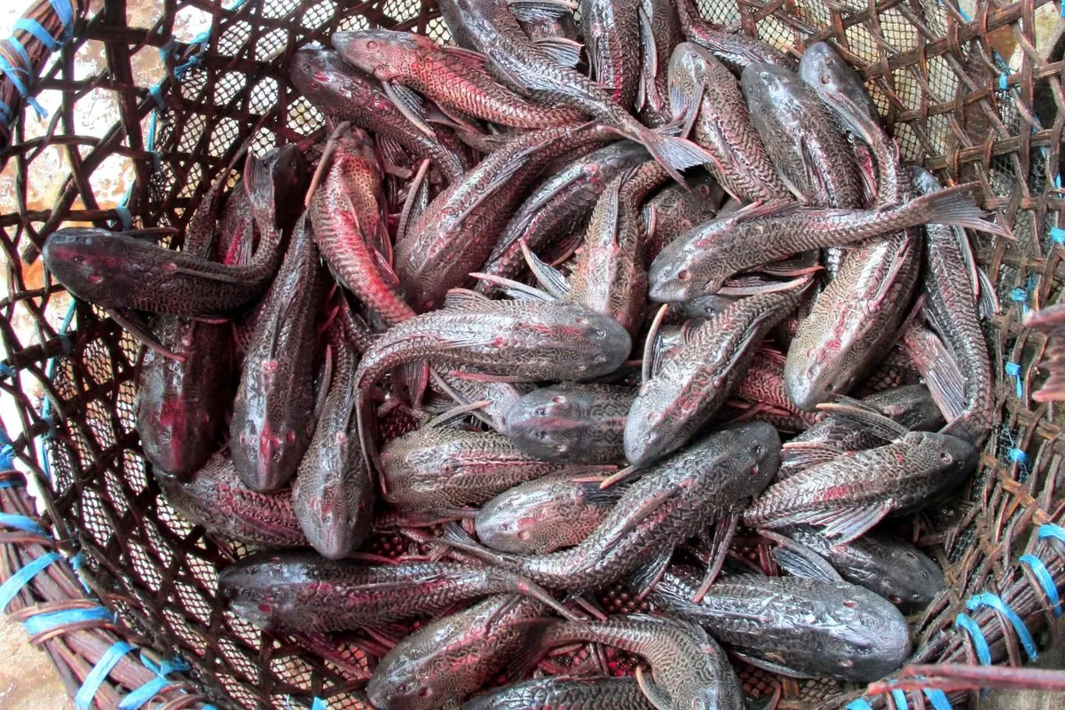 Northern Peru: food