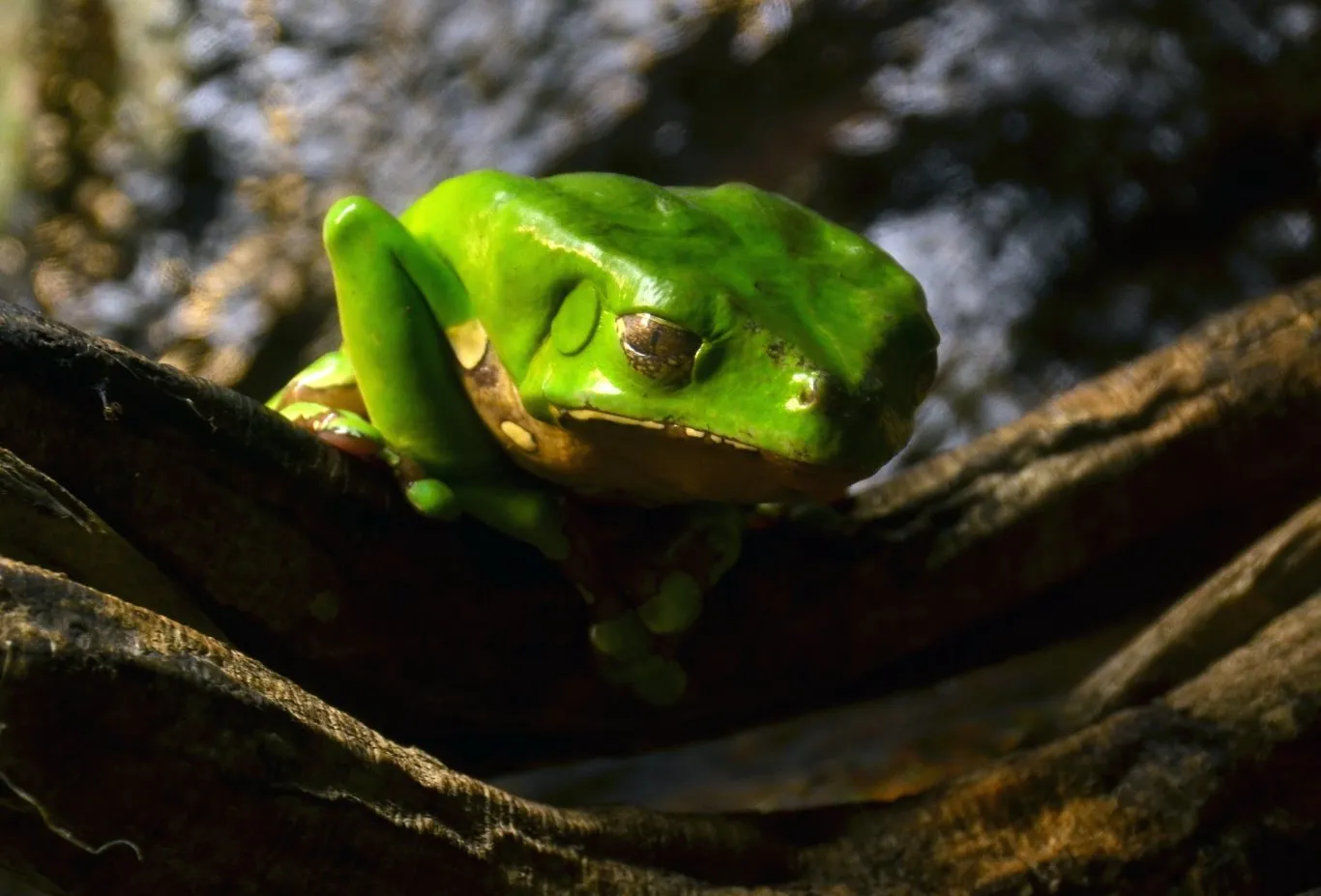 Phyllomedusa bicolor, Giant Monkey Frog