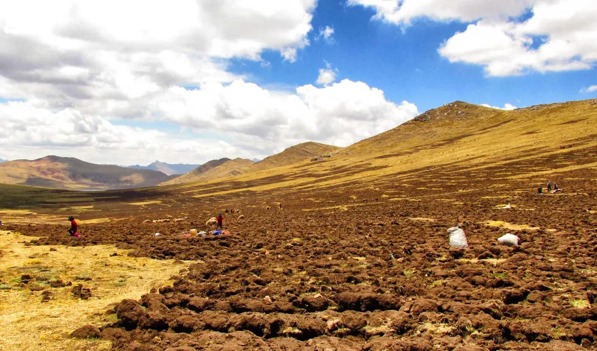 Ingredients in Peruvian cuisine: Potatoes