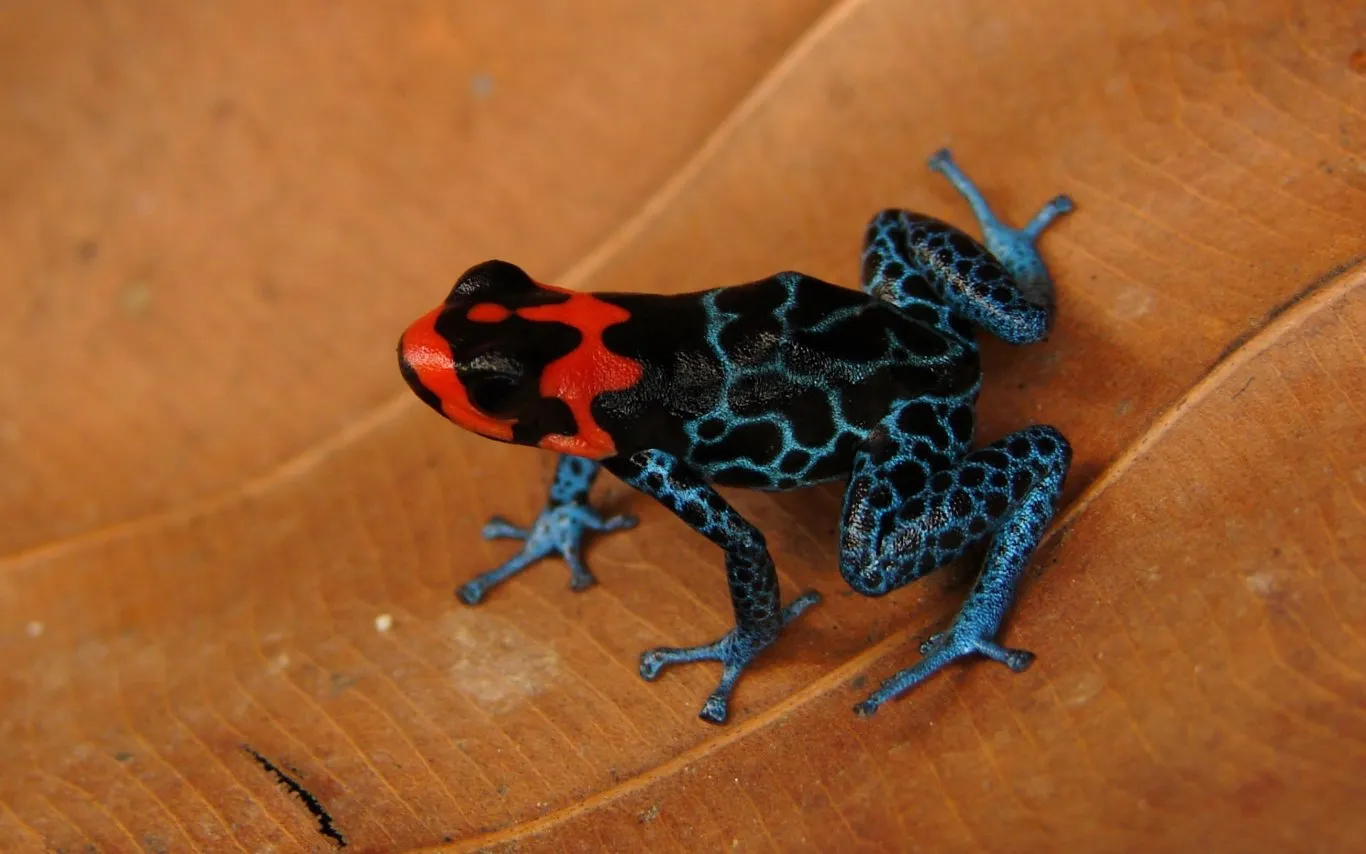 Ranitomeya benedicta, Blessed Poison Frog