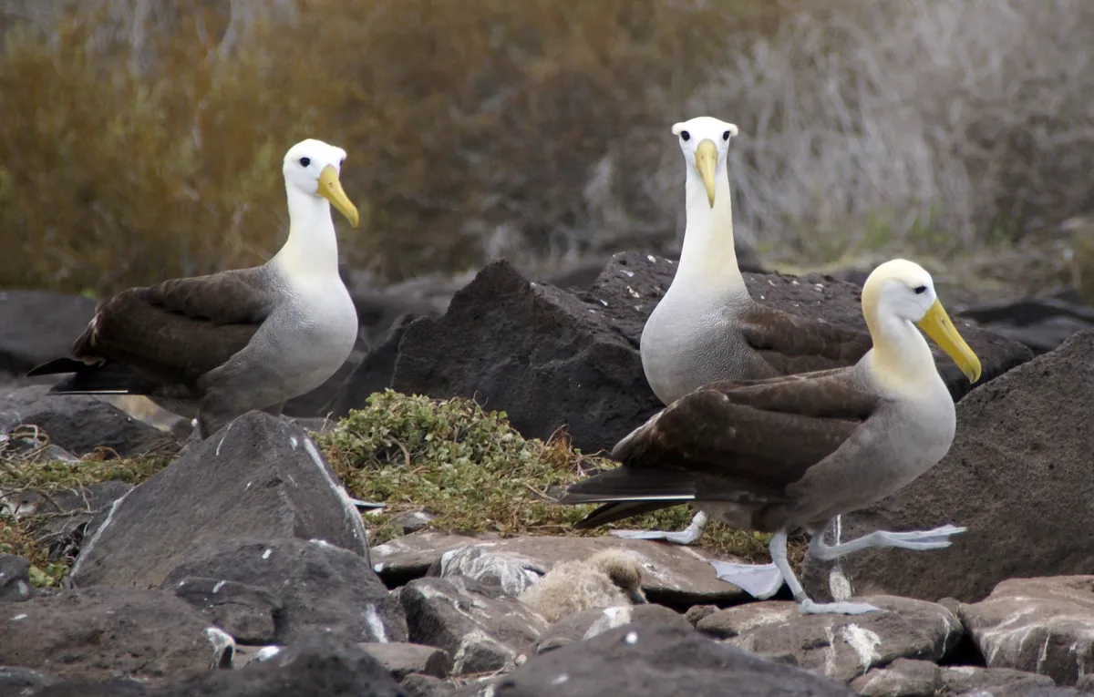 Waved albatross