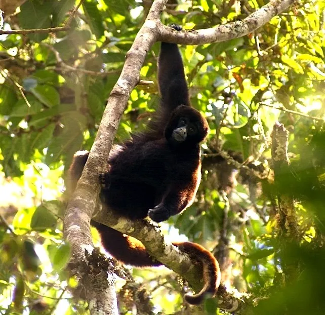 Endangered species in peru woolly monkey